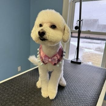 Dog day care in Littleton Massachusetts Gemini Dogs 1