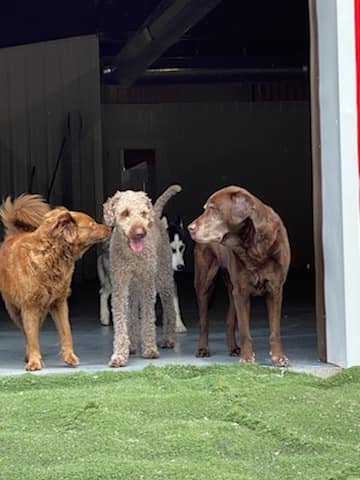 Dog day care in Liverpool New York Carm s Dog house Liverpool 1