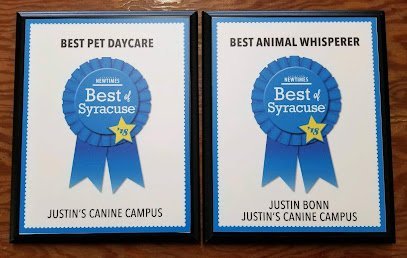 Dog day care in Liverpool New York Justins Canine Campus 1