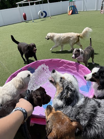 Dog day care in Livonia Michigan 4 Seasons Pet Resort 1