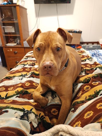 Dog day care in Livonia New York Heavenly Kennel Dog Boarding 1