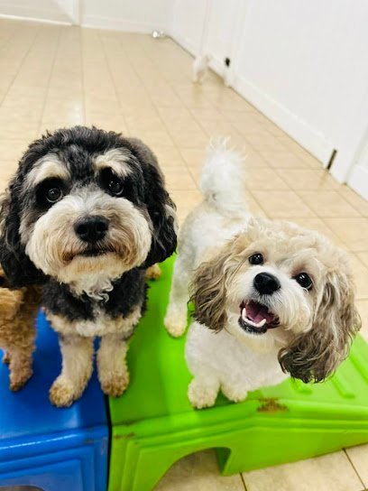 Dog day care in Lodi New Jersey Hounds Town Bergen 1