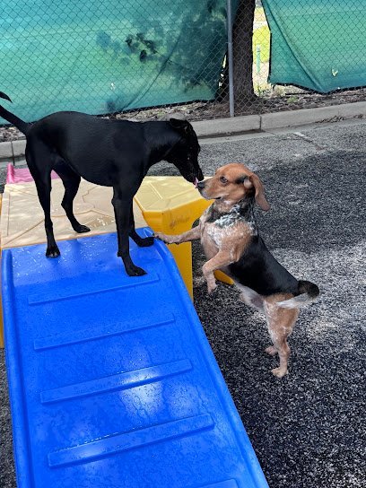 Dog day care in Loganville Georgia The Dog Spot Training Enrichment Center