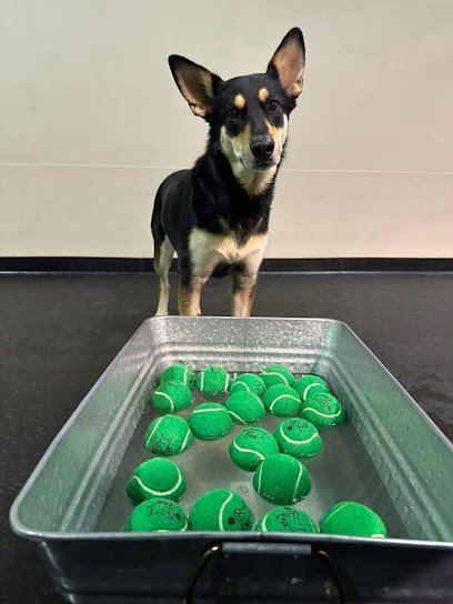 Dog day care in Long Grove Illinois Kamp K 9 1