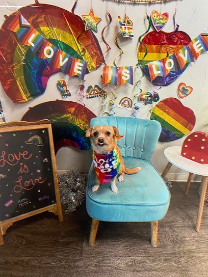 Dog day care in Long Island City New York Dogtopia of Long Island City 1