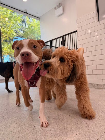 Dog day care in Long Island City New York Dozo Dog LIC 1