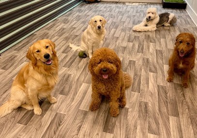 Dog day care in Long Island City New York Lapethouse NY 1