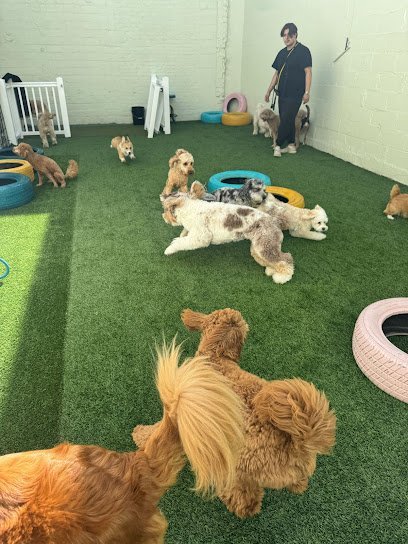 Dog day care in Long Island City New York Top Dogs Club 1