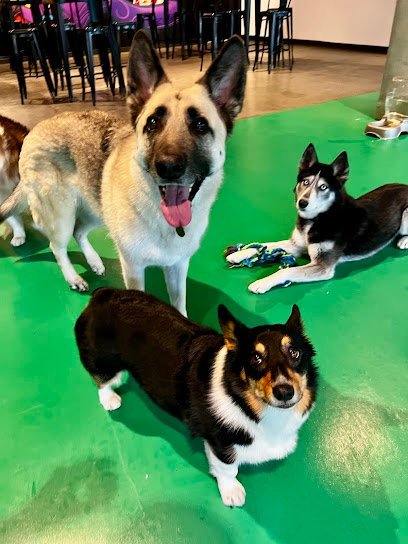 Dog day care in Long Island City New York Wag Bone 1