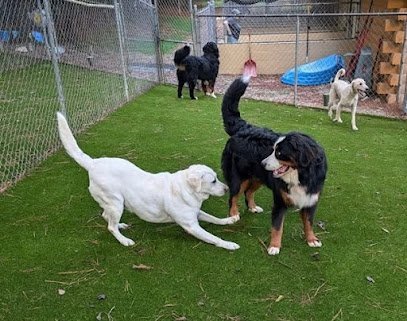 Dog day care in Louisburg North Carolina Log Cabin Kennel 1