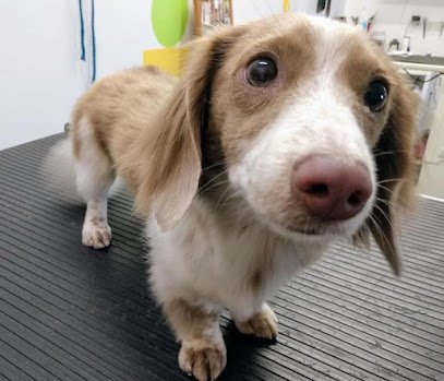 Dog day care in Louisville Kentucky Mona s Pet X Ing At Highview 1