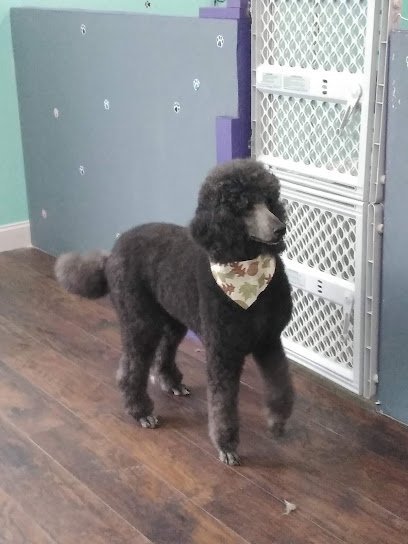 Dog day care in Louisville Kentucky Scrub a pup Dog shop and daycare 1