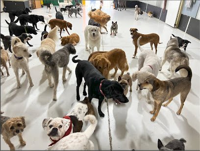 Dog day care in Loveland Ohio Go Fetch Services 1
