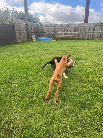 Dog day care in Loves Park Illinois Canine to 5 1