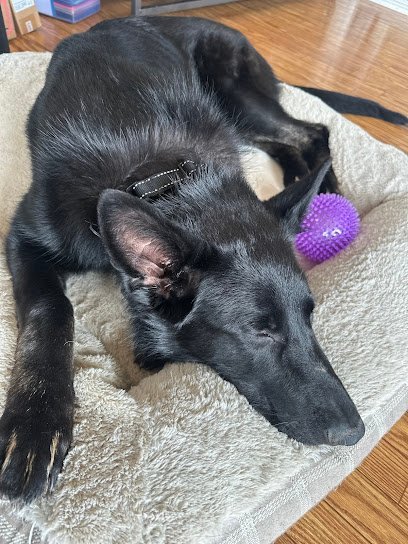 Dog day care in Lowell Township Michigan K9 Academy InternationalLLC 1