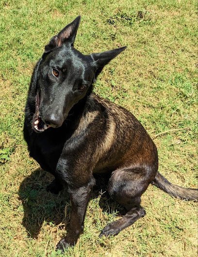Dog day care in Luling Texas BarnDog 1