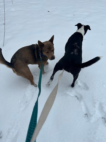 Dog day care in Lumberton Texas Dazzling k9 1