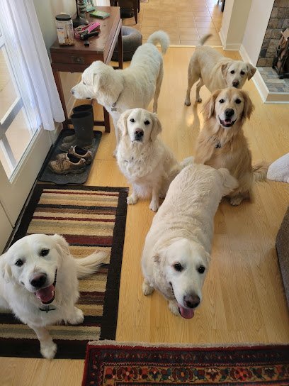 Dog day care in Lyles Tennessee Rainier s Retreat Dog Boarding LLC 1