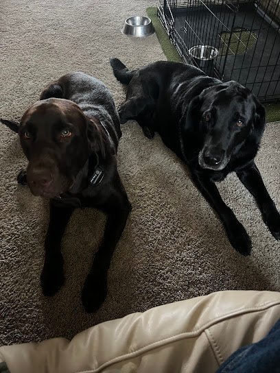 Dog day care in Macedonia Ohio Dahl House Boarding Kennels 1