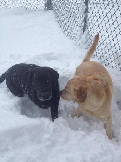Dog day care in Macon Illinois Bottrell Bed Biscuit 1