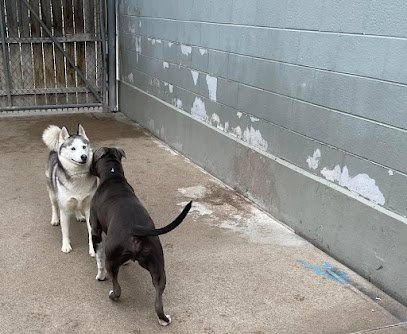 Dog day care in Madison Heights Michigan Pawz Inn 1