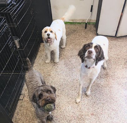 Dog day care in Madison New Jersey St. Hubert s Doggy Day Camp 1