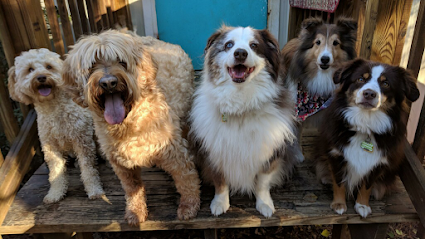 Dog day care in Madisonville Louisiana Willows Oak Pet Lodge Doggie Daycare 1