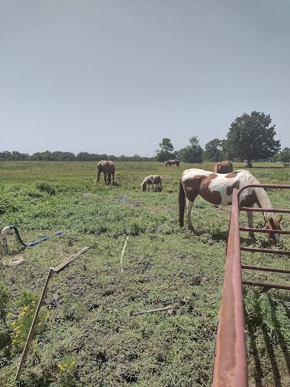 Dog day care in Madisonville Texas LoneStar Poochie Palace 1