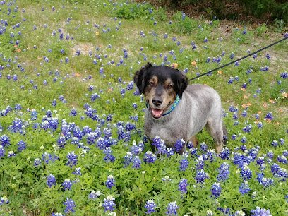 Dog day care in Magnolia Texas Home On The Range Boarding and Daycare 1
