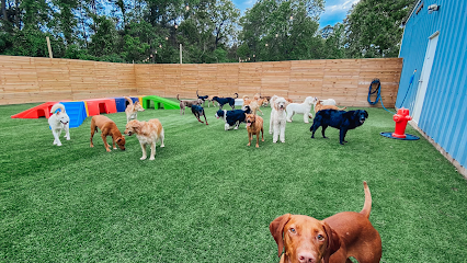 Dog day care in Magnolia Texas Texas Doghouse The Woodlands 1