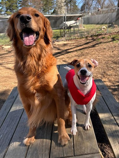 Dog day care in Magnolia Texas The Ranch Woodlands 1