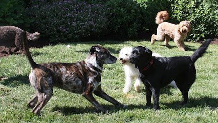 Dog day care in Mahopac New York Wiggles Pet Resort 1