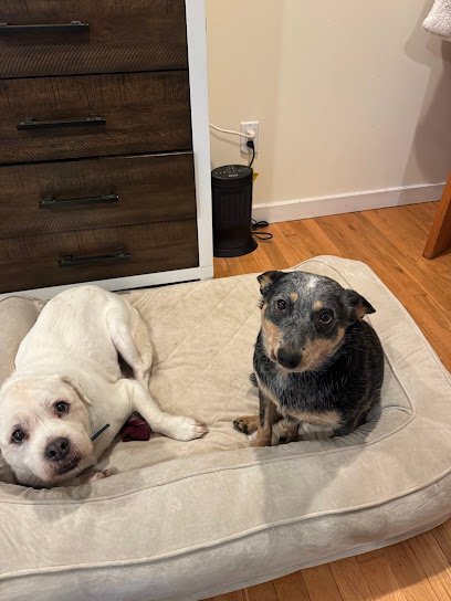 Dog day care in Mahopac New York pooches plus llc 1