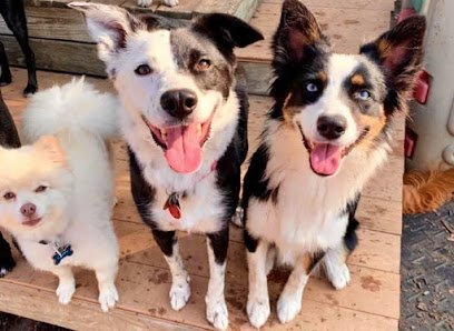 Dog day care in Maineville Ohio Four Paws Pet Care and Kennel 1