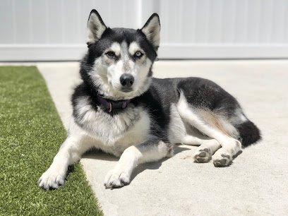 Dog day care in Maineville Ohio Red Dog Pet Resort Spa 1