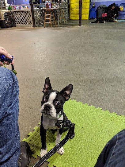 Dog day care in Malden Massachusetts Canine University 1