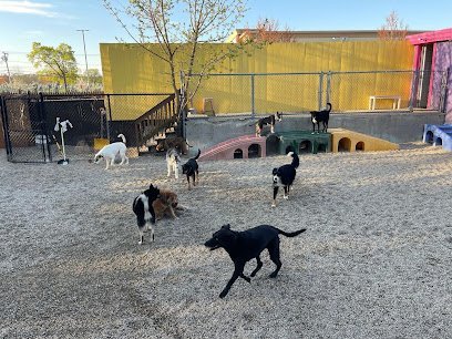 Dog day care in Malden Massachusetts Playful Paws 1