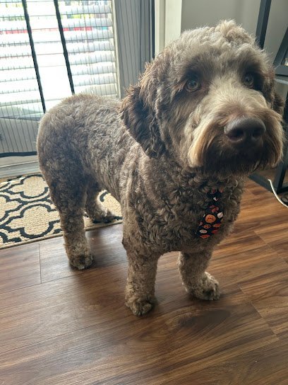 Dog day care in Malden Massachusetts The Downtown Paw 1