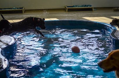 Dog day care in Manahawkin New Jersey Lucky s Bed Biscuit 1