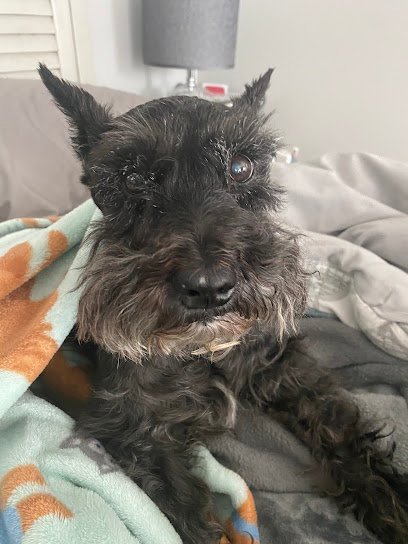 Dog day care in Manahawkin New Jersey Paw some Pets Services 1