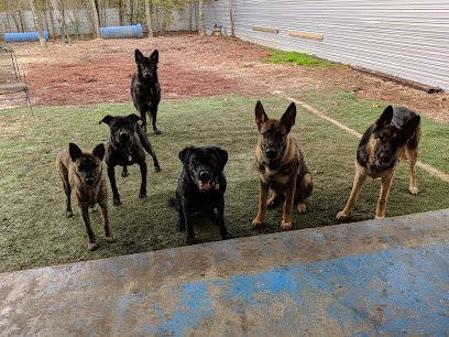 Dog day care in Mandeville Louisiana Happy Tails Doggie Daycare Gym 1