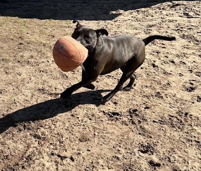 Dog day care in Manistique Michigan Northern Tails Pet Resort Manistique 1