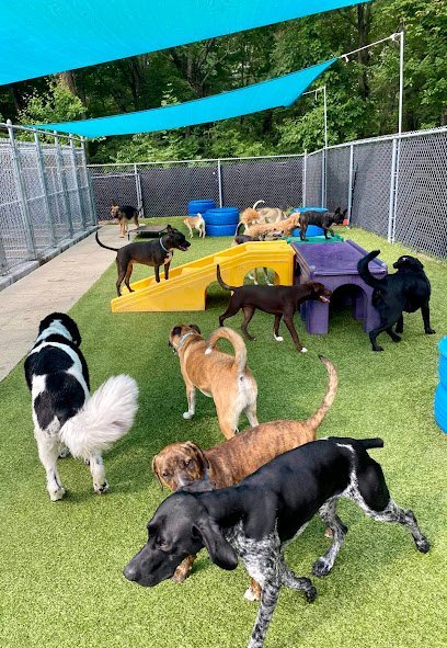 Dog day care in Mansfield Massachusetts Unleashed On East 1
