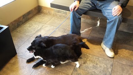 Dog day care in Mansfield Ohio AMC Pet Resort 1