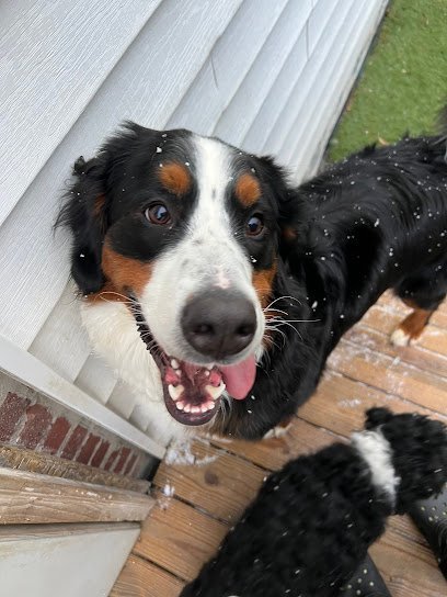 Dog day care in Mansfield Ohio ZZ Dogs and Paws 1