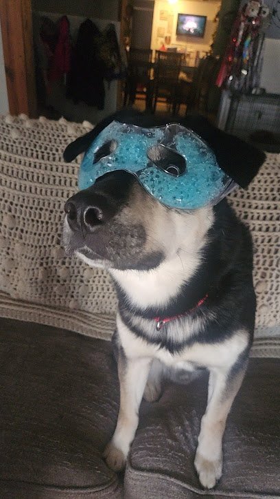 Dog day care in Mansfield Texas Holdahl Pet Boarding Grooming 1