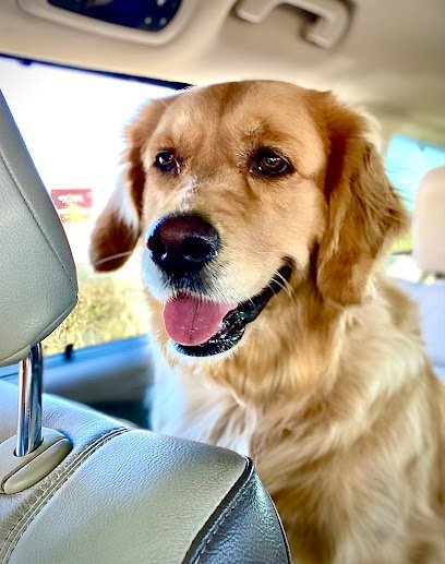 Dog day care in Manvel Texas Paws Friends 1