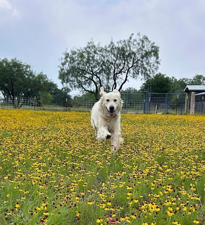 Dog day care in Marble Falls Texas Barkingham Palace Pet Resort 1