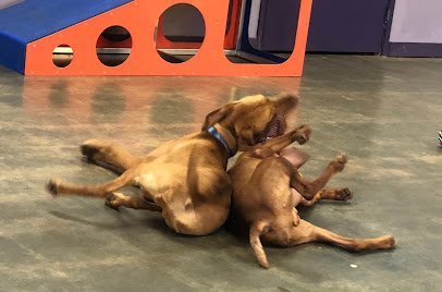 Dog day care in Marietta Georgia Kritter Keepers Club