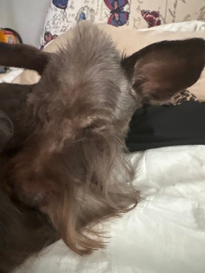 Dog day care in Marietta Georgia Leader of the Pack Inc